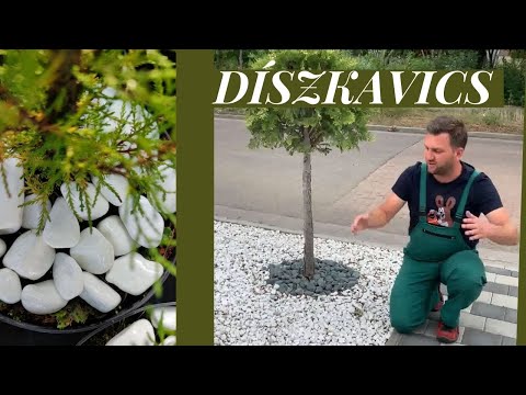 Videó: Talajtakaró növények járdák és járólapok közé