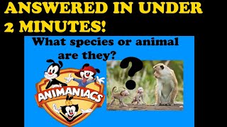 Animaniacs - What Species or Animal Are Yakko, Wakko and Dot?