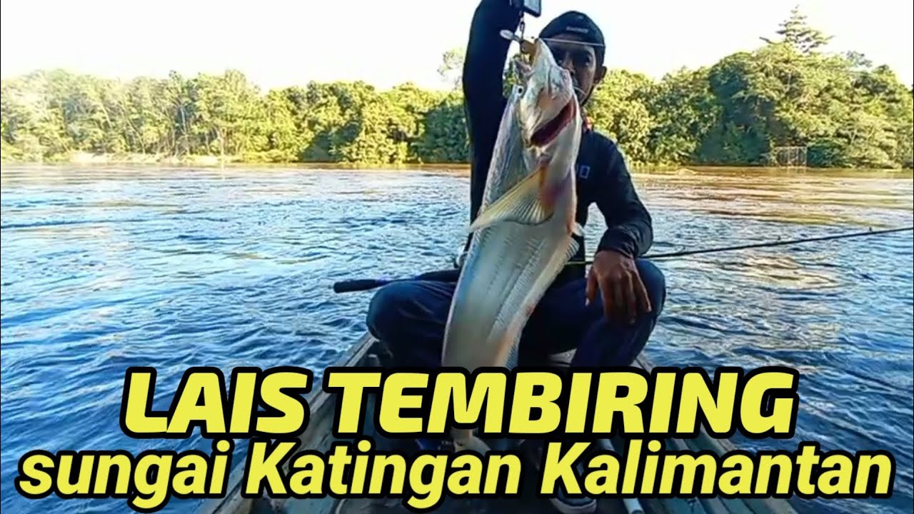 casting Lais TEMBIRING di sungai Katingan Kalimantan tengah