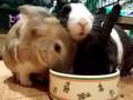 Cute house rabbits eating