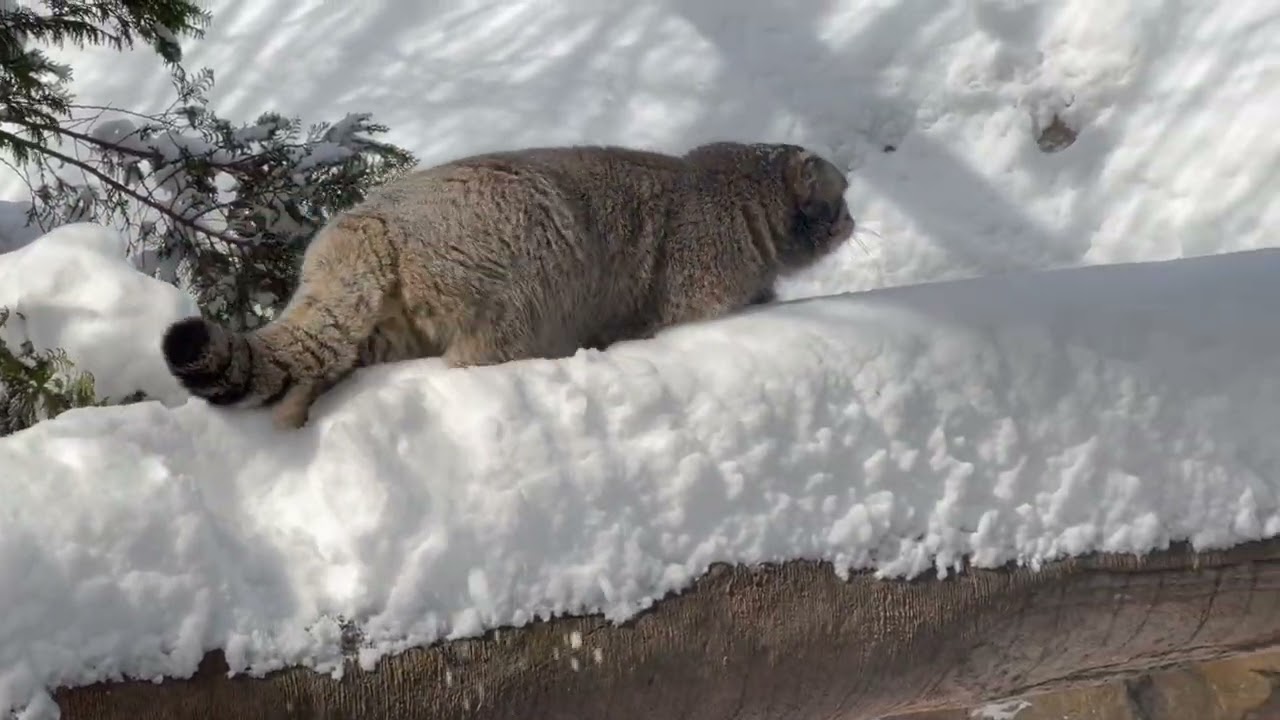 雪にも負けず❣️ナゴムくん　マヌルネコ　那須どうぶつ王国　2026年1月12日