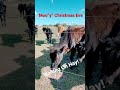 “Moo”y Christmas Eve. Florida Farm. #cowboys #cows #farm #farmlife