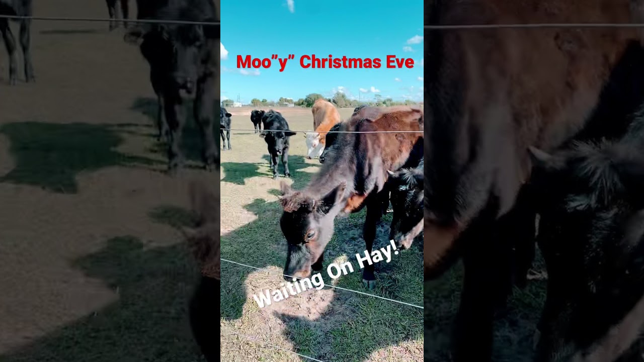 “Moo”y Christmas Eve. Florida Farm. 