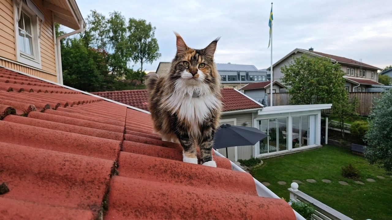 Iris on the Rooftop - POV!