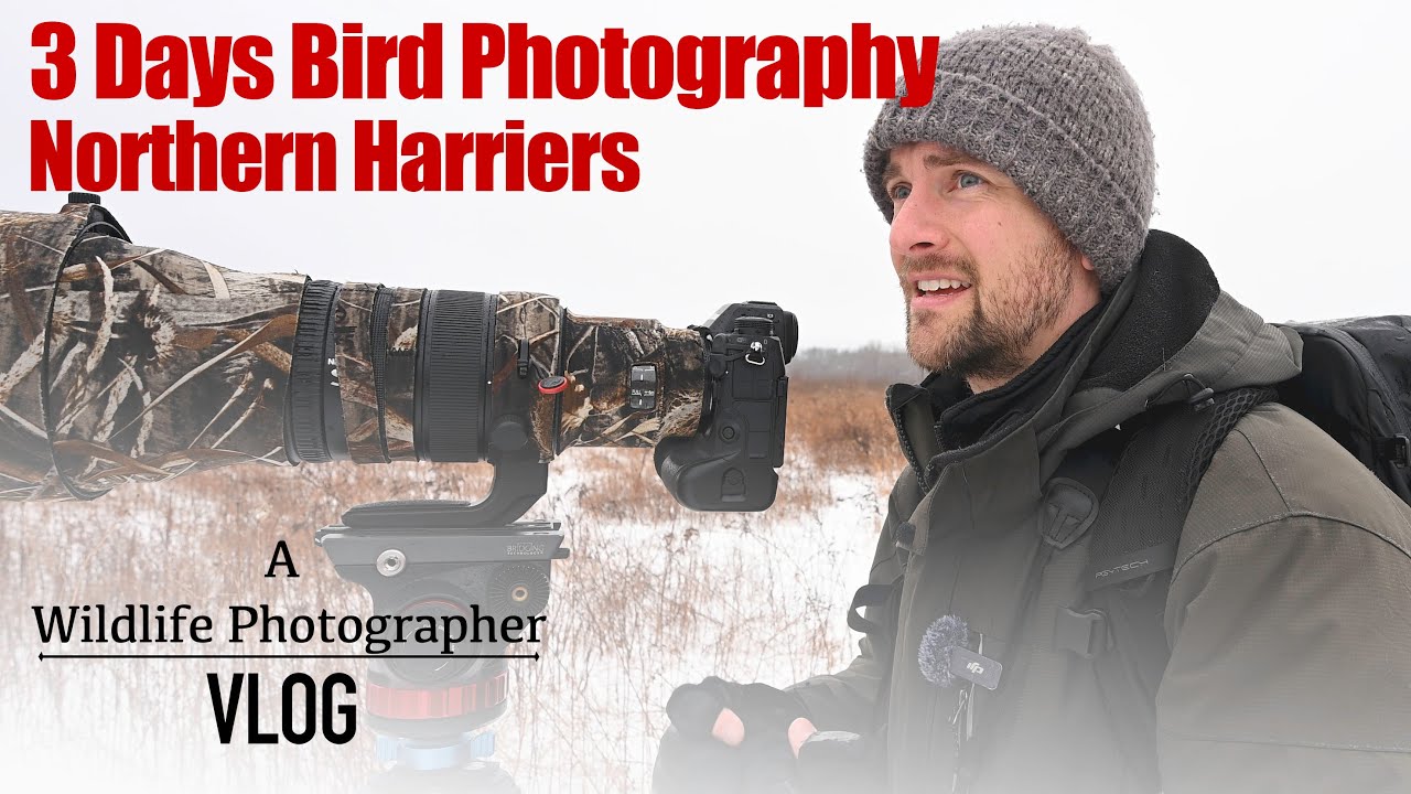 3 Days Photographing Northern Harriers & Winter Birds | Wildlife & Bird Photography Tips | Nikon Z9