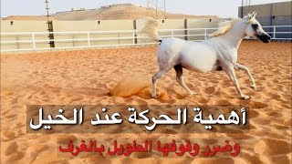 أهمية خروج الخيل وضرر وقوفها الطويل بالغرف مهم للملاك والمربين