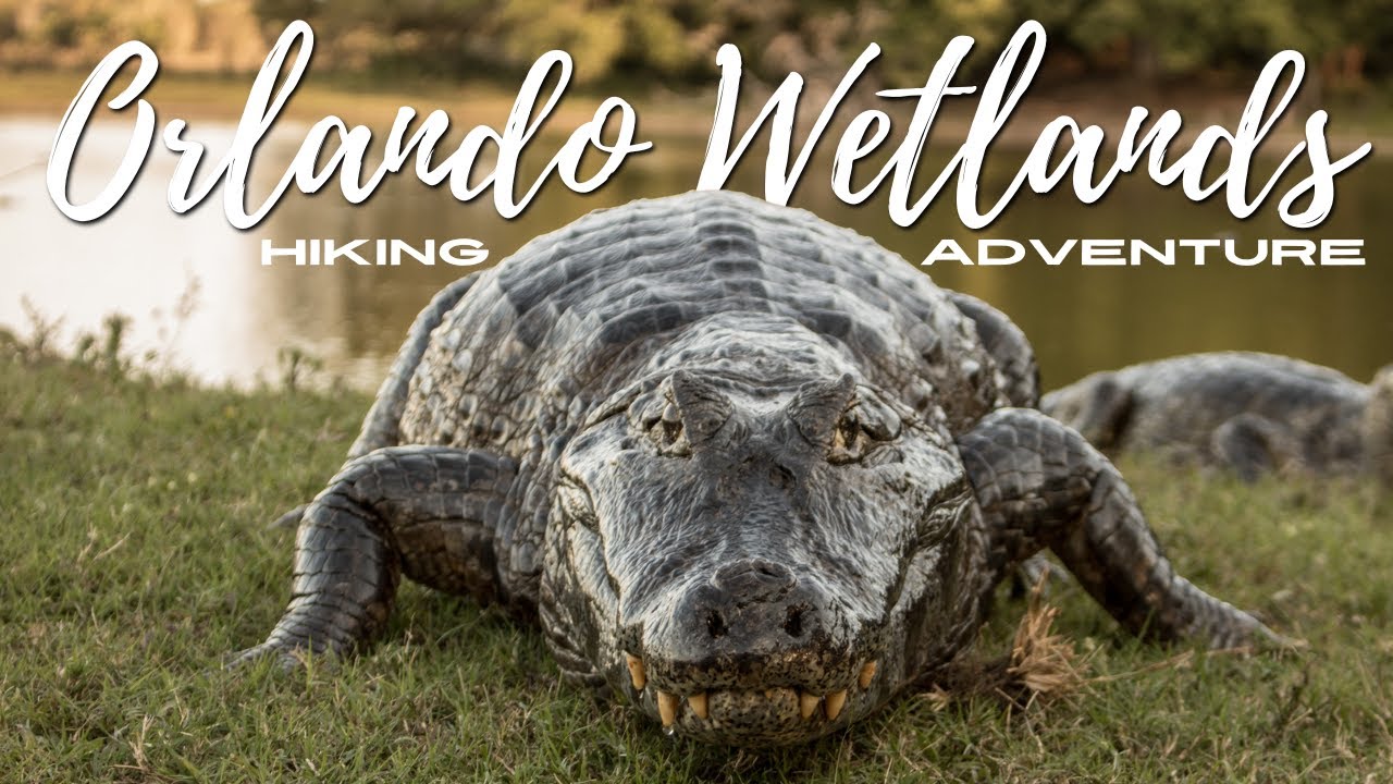 Wildlife Adventure | Orlando Wetlands Park