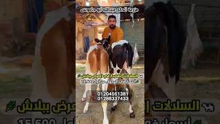 🐄 السلالات النهارده في العرض ببلاش 😍 🔥 وأسعار العجول تبدأ من 15,500 جنيه فقط 👌