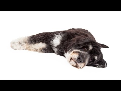 Video: Primeros Auxilios y su Mascota