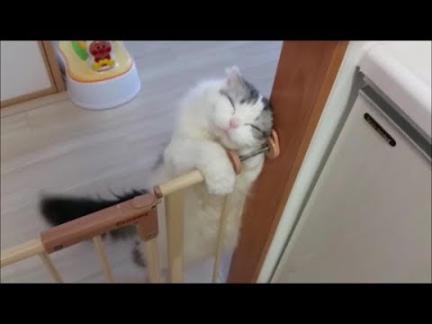 性格が真逆のニャンコたちと暮らすと絶対楽しいだろうな と思う猫暮らしとは ねこのきもちnews Line News 性格が真逆のニャンコたちと暮らすと絶対楽しいだろうな と思う猫暮らしとは ねこのきもちnews Line News
