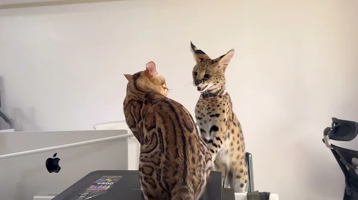 Video 6491111: serval bengal, bengal abyssinian, serval playing, cats catlover