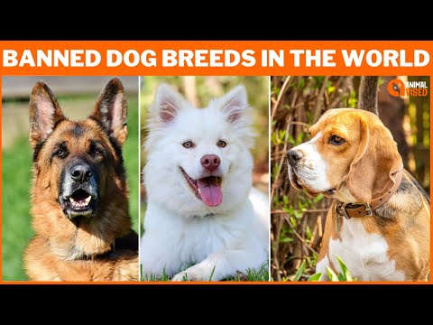 Video: 11 malých plemenných plemen psů, které nechtějí být psi