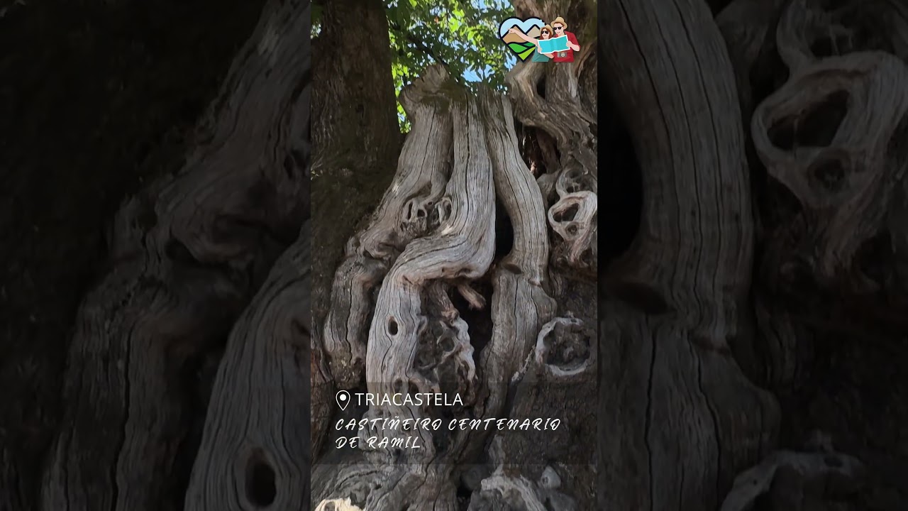 🌳 El Castiñeiro de Ramil — El gigante del Camino Primitivo de Santiago 🌿