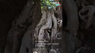 🌳 El Castiñeiro de Ramil — El gigante del Camino Primitivo de Santiago 🌿
