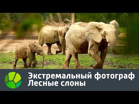 Экстремальный фотограф. Лесные слоны | Живая Планета