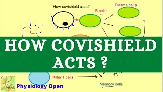 How vaccine Covishield works? Covishield mechanism of action | Vaccine immune response