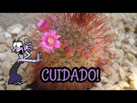 Vídeo: Qual é A Função Dos Espinhos Do Cacto