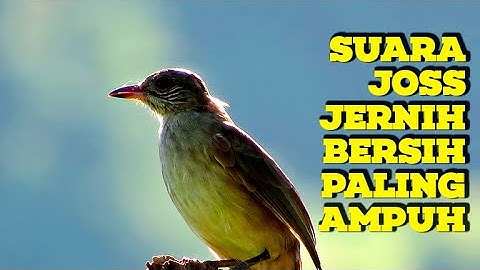 #1🔴 KAPAS TEMBAK GACOR JERNIH PANJANG MANTAP UNTUK MASTERAN SEGALA JENIS BURUNG JERNIH CEPAT MASUK