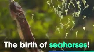 Seahorse Giving Birth