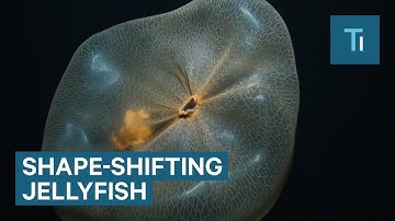 Incredible Footage Of A Shape-Shifting Jellyfish: The Deepstaria