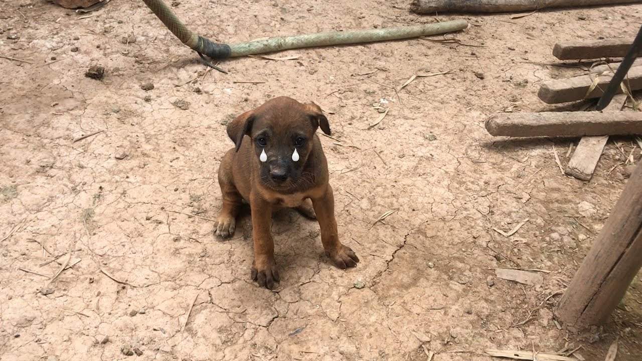 Help Me! Rescue Sad Puppy From Country Side