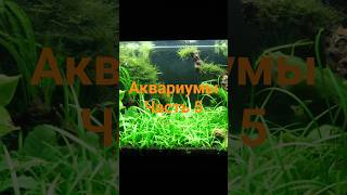 #красивый аквариум часть 5 #аквадизайн #акваскэйп #аквариумы #aquarium #水族馆 #حوض السمك