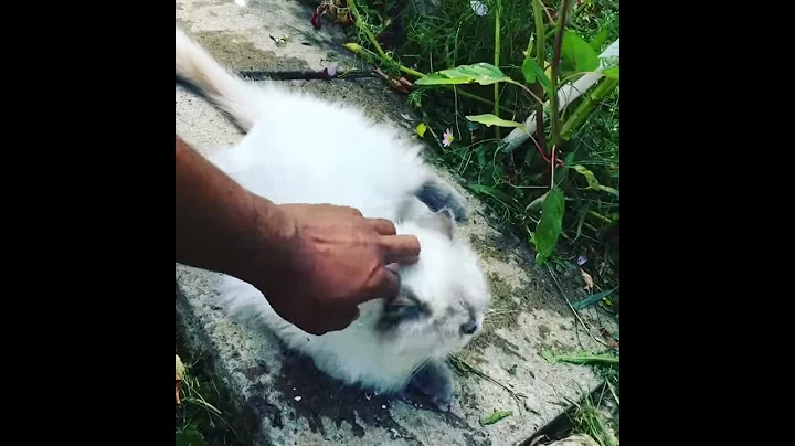 Watch the video about This persian cat kitten is princess for the garden. Kittens meow New video .