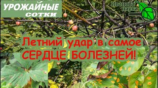 ЛЕТНЯЯ САНАЦИЯ! ОДНО средство от всех болезней вишен, роз, земляники, картофеля и ВСЕХ РАСТЕНИЙ!