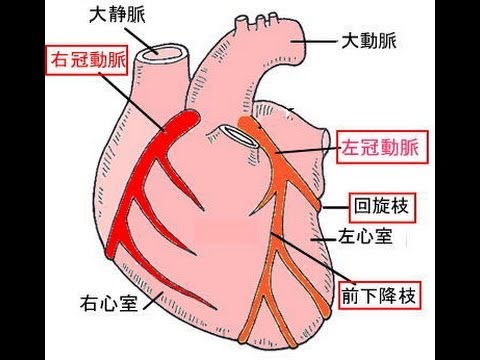 看護学生講座 186 解剖生理 心臓2 2 冠状動脈の重要な3本と心臓の支配領域 Youtube