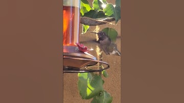 lets talk about #hummingbirds
