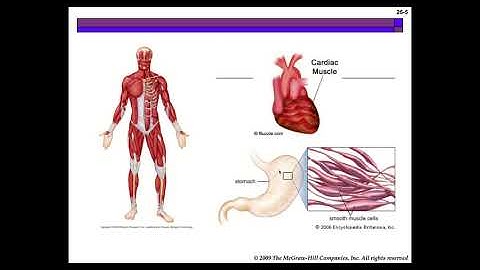 Muscular System google slides LESSON