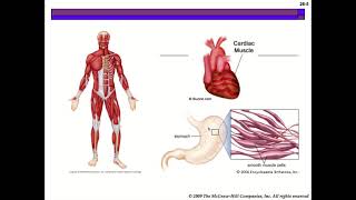 Muscular System google slides LESSON