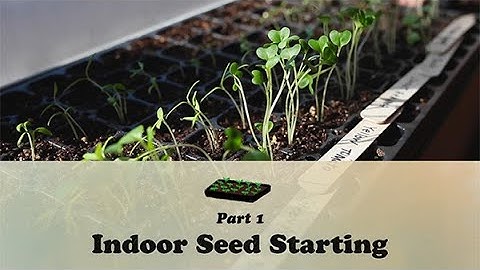 Indoor Seed Starting Part 1 | Let