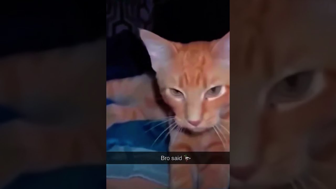Bro Really Said Cat