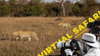 Epic Leopard Battle: Nkoveni Female VS Three Rivers Female- Virtual Safari #181