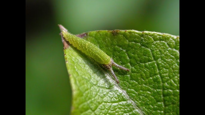 Мобильді эротикалық секс ойындарының каталогы