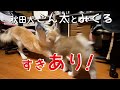 ごん太の勝利‼　秋田犬【今日のごん☆みく】