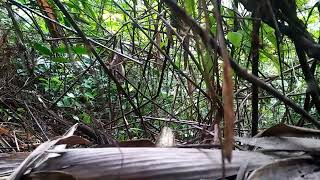 mikat burung jongkangan coklat figther