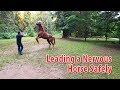 Going For a Walk With a Nervous or Distracted Horse
