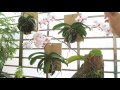 2017/05/06 如何讓蝴蝶蘭的花開的又多又漂亮