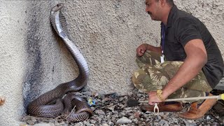 खेत से निकल कर घर तक पोहच गया कोबरा सांप, फिर देखिए आगे क्या हुआ, Rescue cobra snake from Ahmednagar