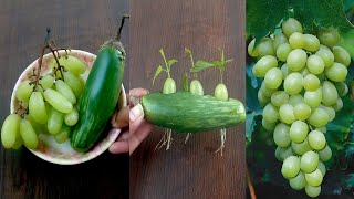 propagate grape tree with brinjal, growing grape tree