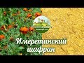 Имеретинский шафран - прекрасная пряность из бархатцев.