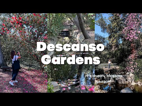 Things to do in LA | See the CHERRY BLOSSOMS at Descanso Gardens ?