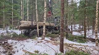 Vimek 870 forwarder logging pulpwood in young forest Sweden 2024
