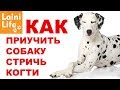 Как приучить собаку стричь когти и не бояться