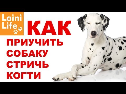 Вопрос: Щенок не дает стричь когти и в быту царапается хуже кошки… Что делать?