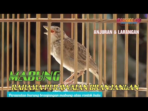 PERAWATAN BURUNG BRANJANGAN MABUNG/RONTOK BULU - YouTube