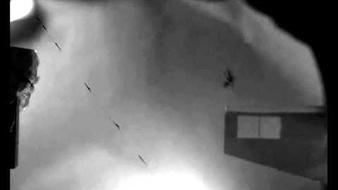 Jumping spiders use stabilising draglines (3 of 3)