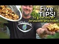 5 Tips How to Grow a Ton of Jerusalem Artichoke/Sunchoke